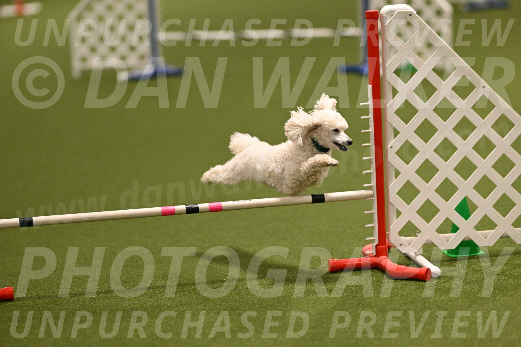 Beetle-Bug-Karen-A-Miller-12351