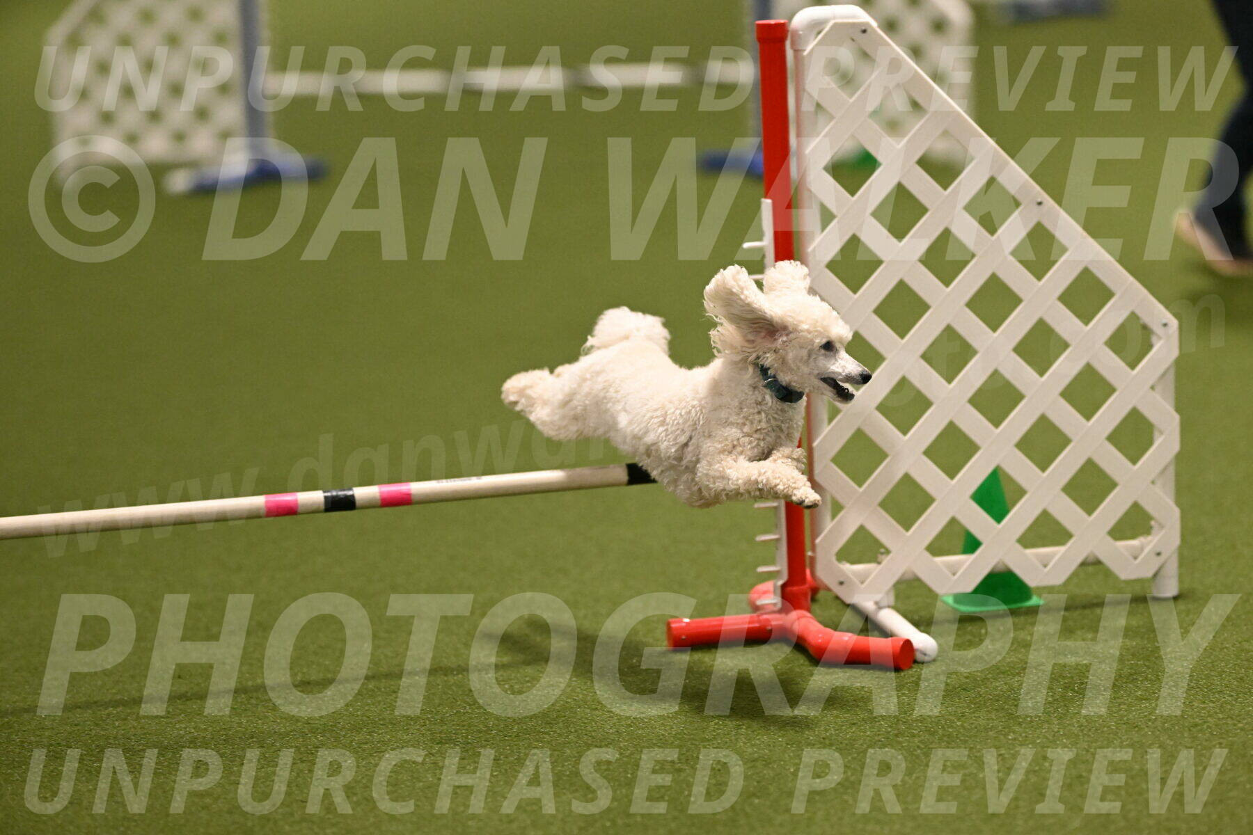 Beetle-Bug-Karen-A-Miller-12352