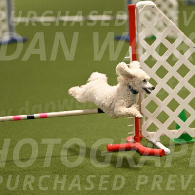 Beetle-Bug-Karen-A-Miller-12352