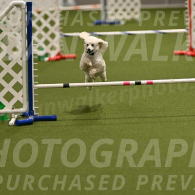 Beetle-Bug-Karen-A-Miller-12353