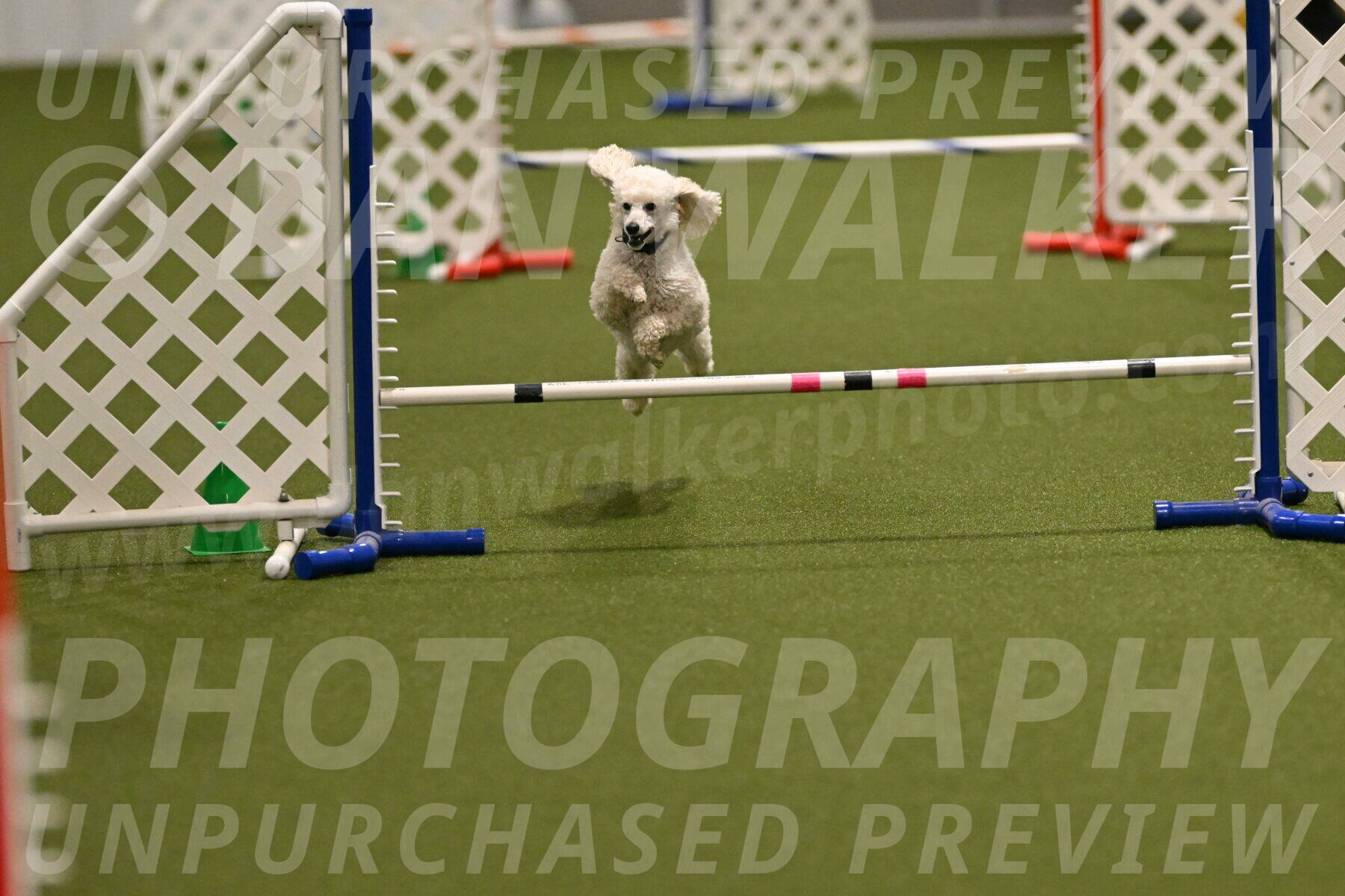 Beetle-Bug-Karen-A-Miller-12353