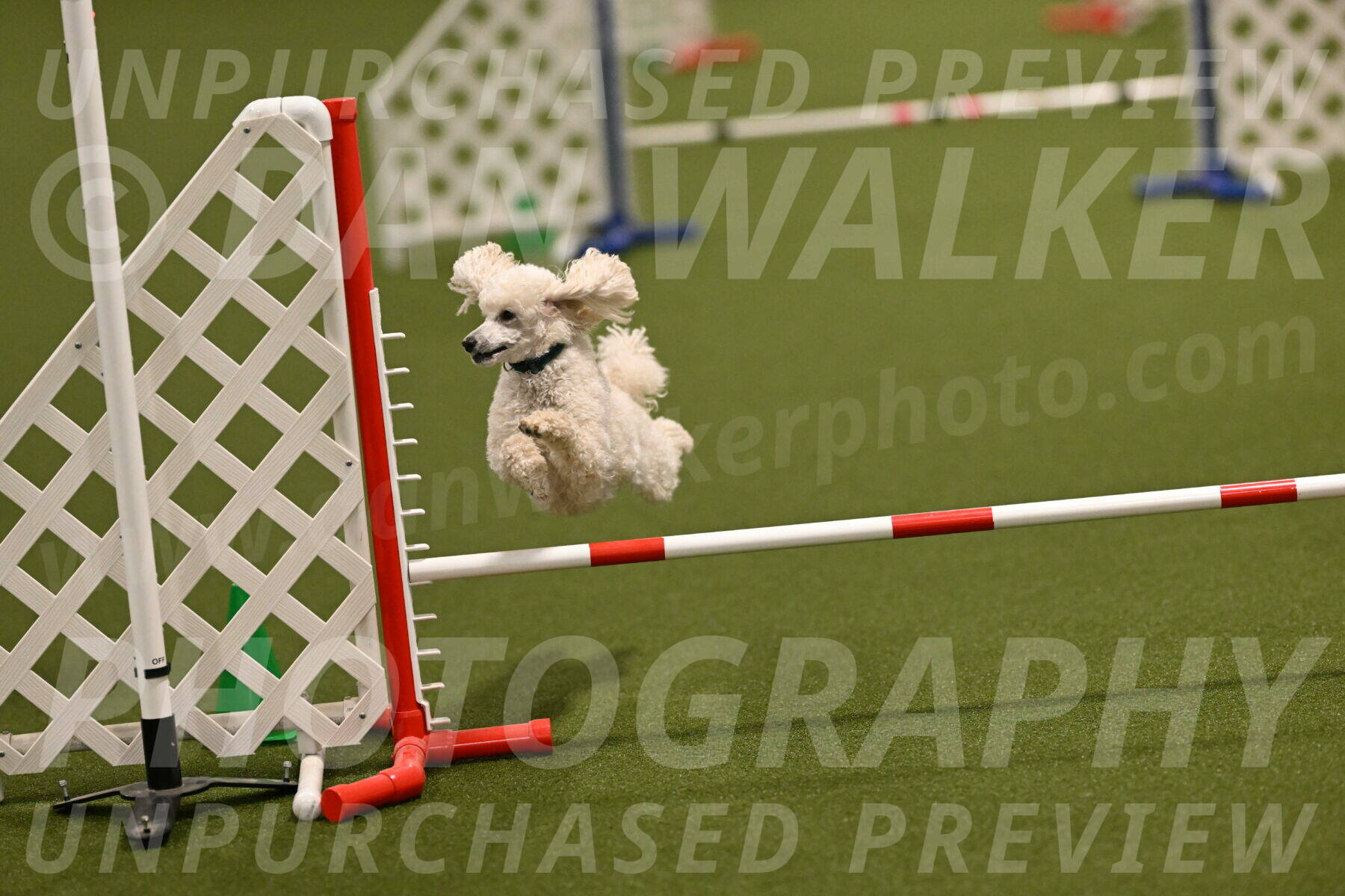 Beetle-Bug-Karen-A-Miller-12354