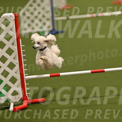 Beetle-Bug-Karen-A-Miller-12354