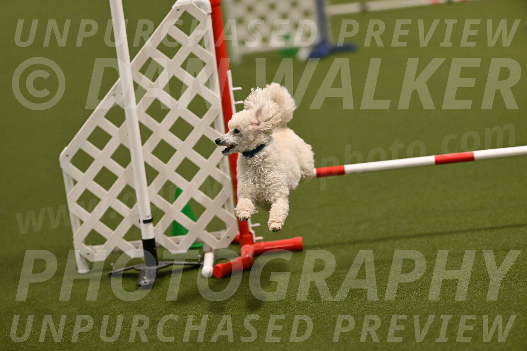 Beetle-Bug-Karen-A-Miller-12355