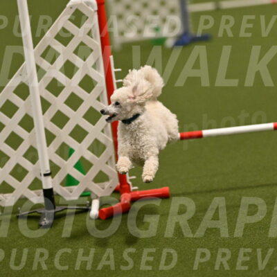 Beetle-Bug-Karen-A-Miller-12355