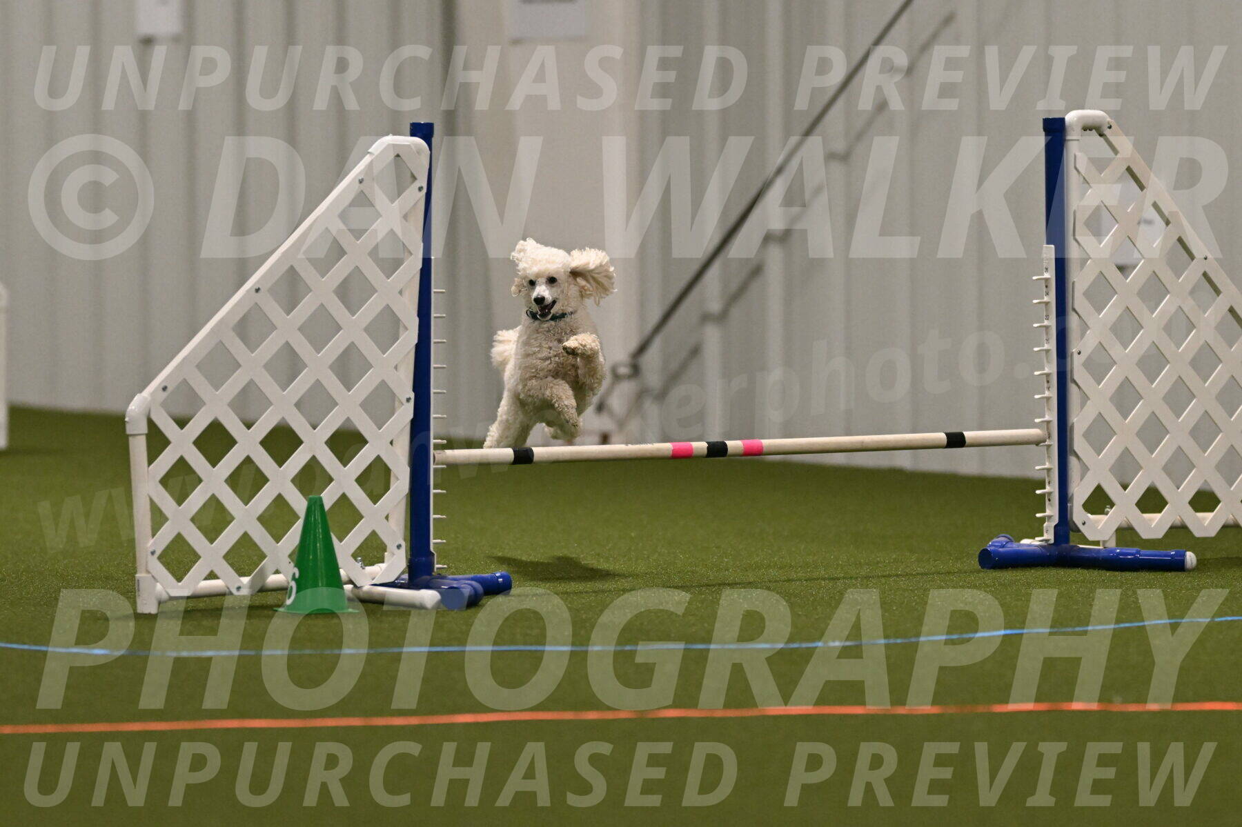 Beetle-Bug-Karen-A-Miller-12356