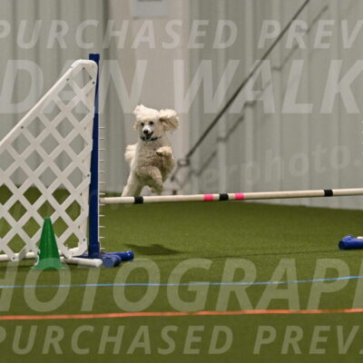 Beetle-Bug-Karen-A-Miller-12356