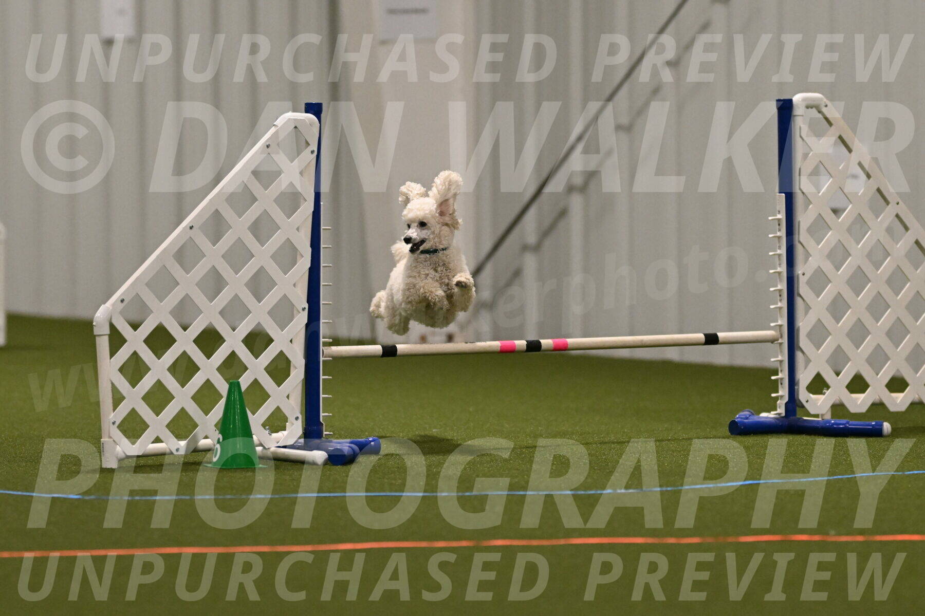 Beetle-Bug-Karen-A-Miller-12357