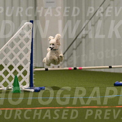 Beetle-Bug-Karen-A-Miller-12357