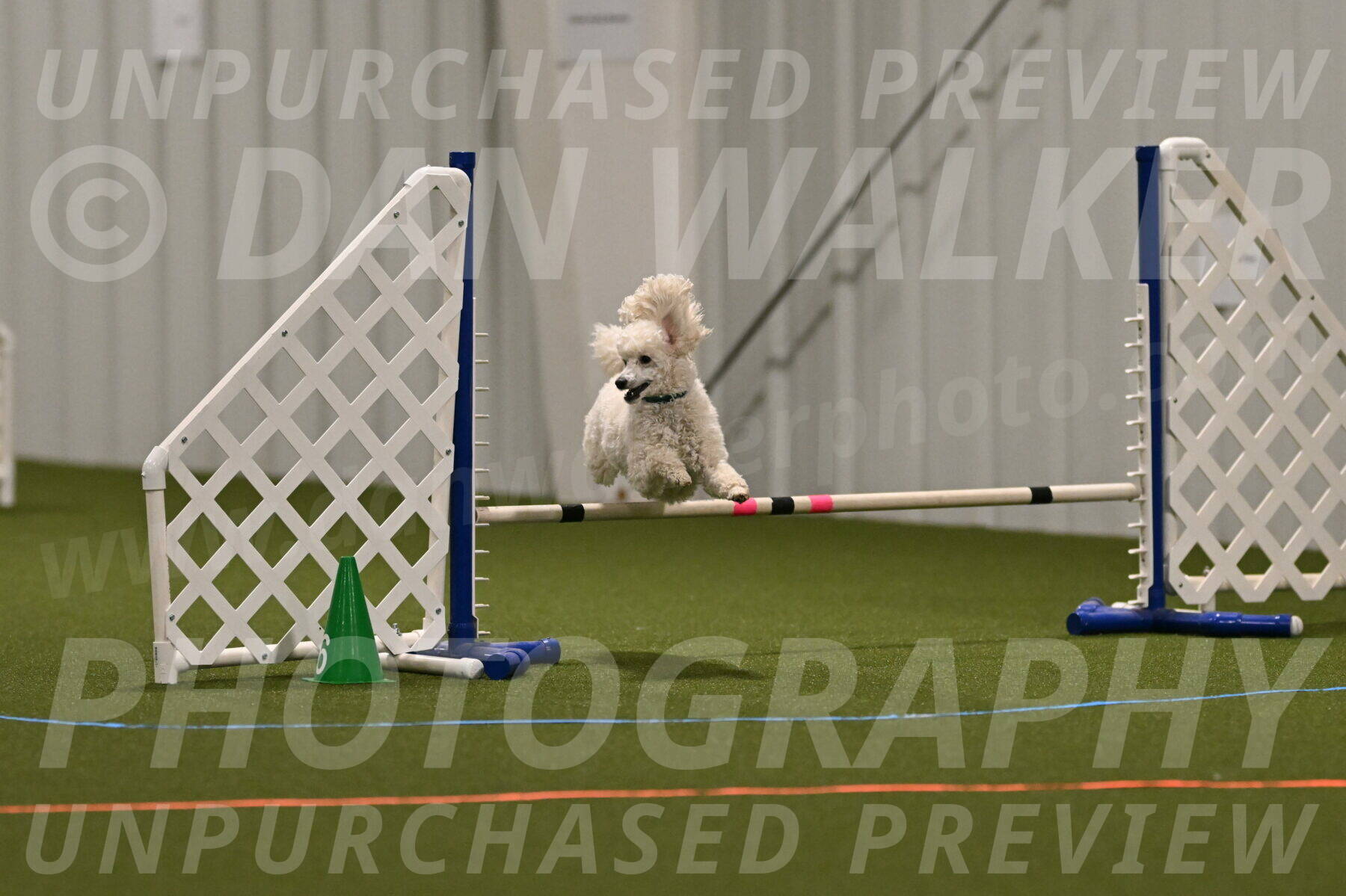 Beetle-Bug-Karen-A-Miller-12358