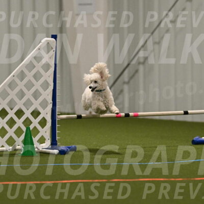 Beetle-Bug-Karen-A-Miller-12358