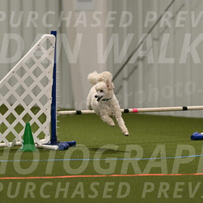 Beetle-Bug-Karen-A-Miller-12359