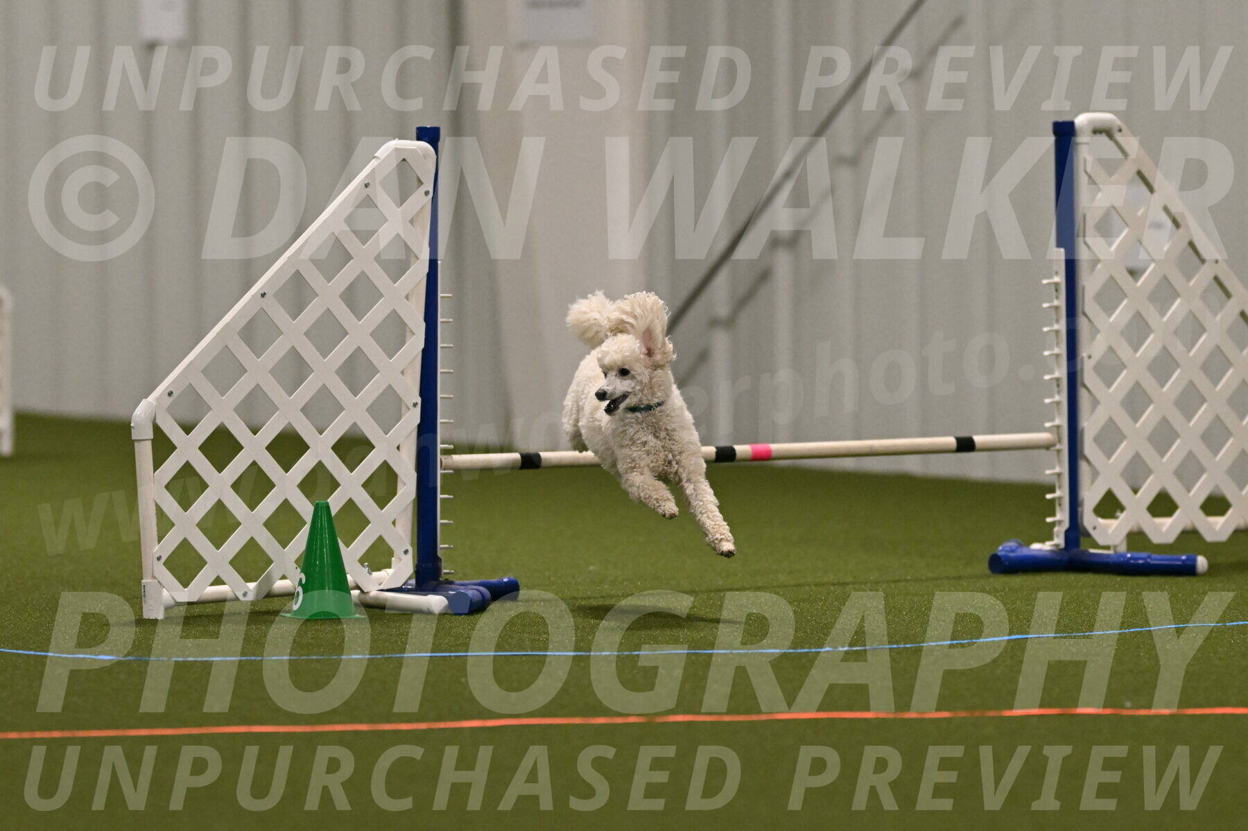 Beetle-Bug-Karen-A-Miller-12359