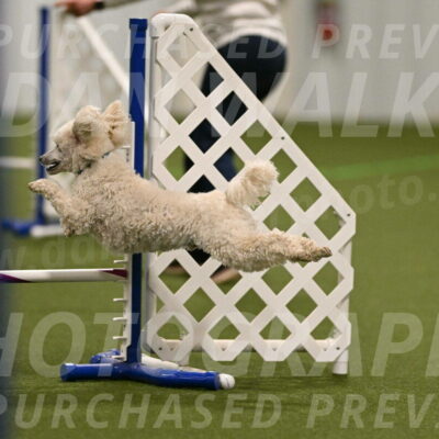 Beetle-Bug-Karen-A-Miller-12360