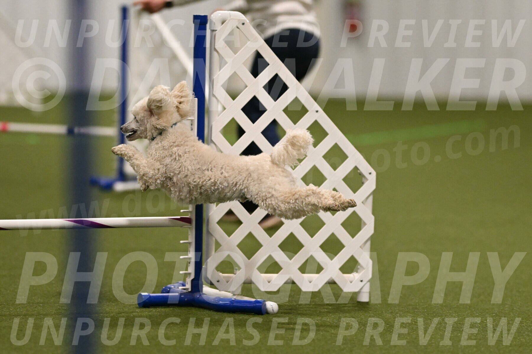 Beetle-Bug-Karen-A-Miller-12360