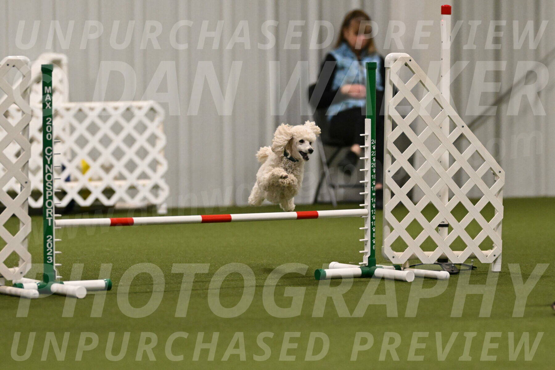 Beetle-Bug-Karen-A-Miller-12361