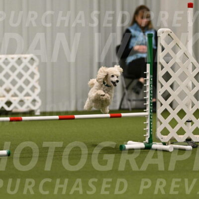 Beetle-Bug-Karen-A-Miller-12361