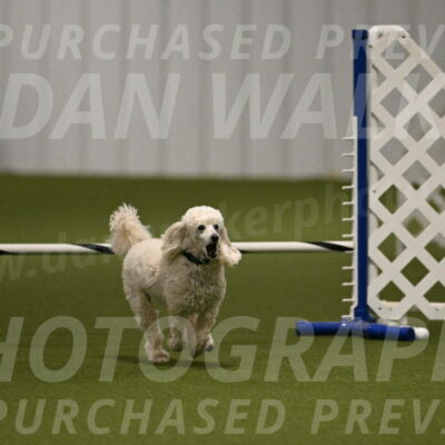 Beetle-Bug-Karen-A-Miller-12363