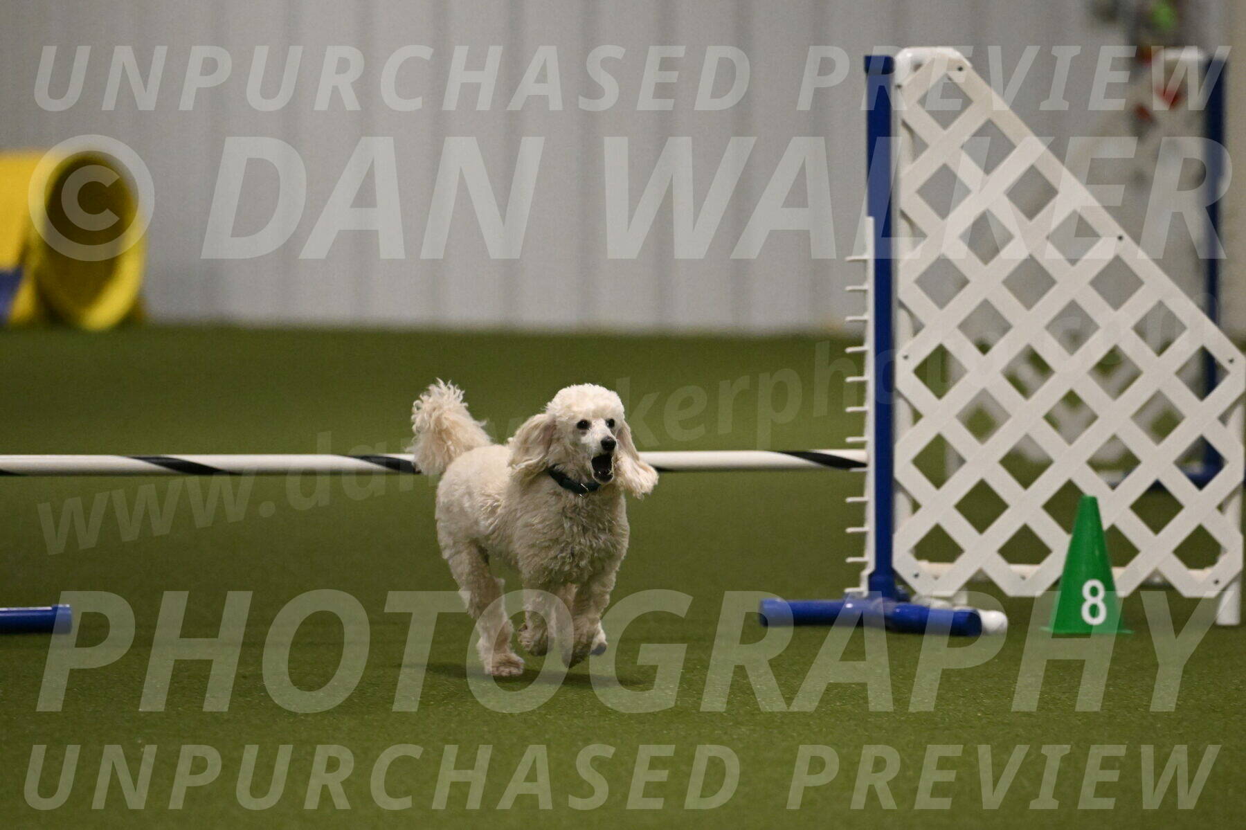 Beetle-Bug-Karen-A-Miller-12363