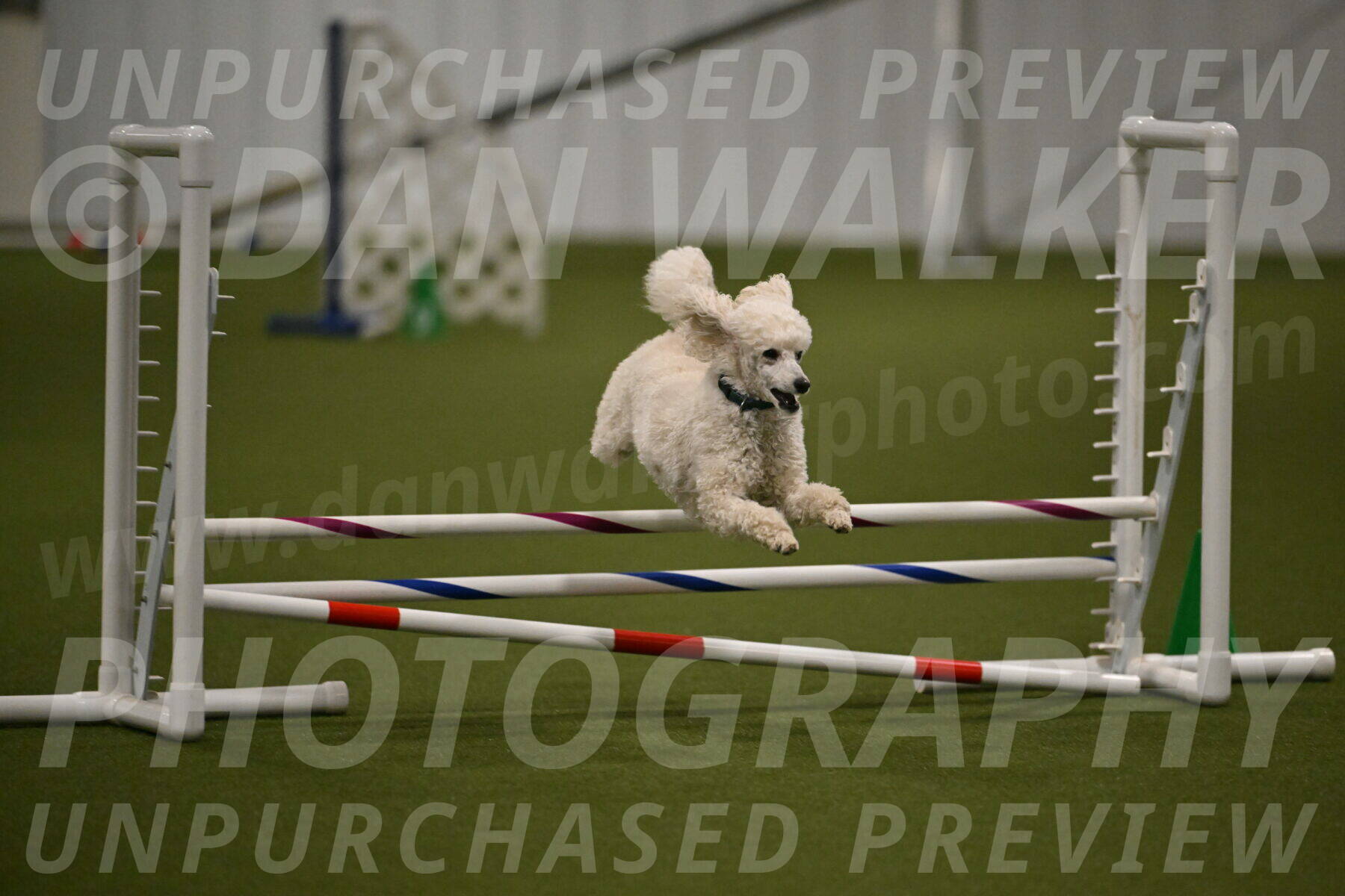 Beetle-Bug-Karen-A-Miller-12364