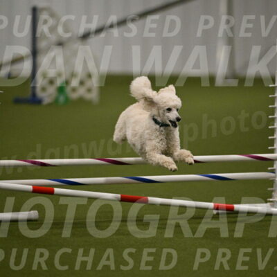 Beetle-Bug-Karen-A-Miller-12364