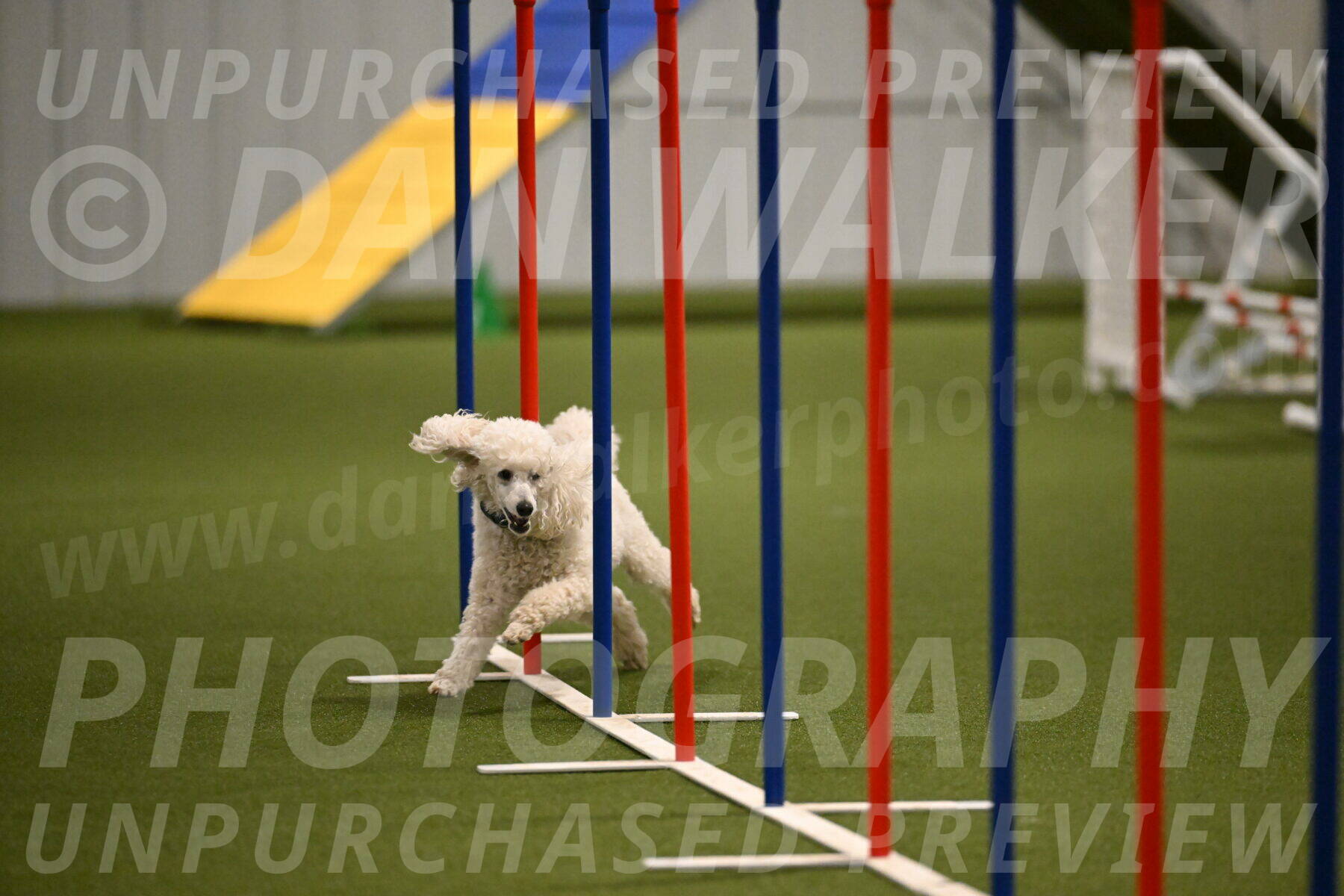 Beetle-Bug-Karen-A-Miller-12365