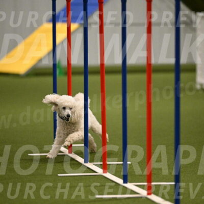 Beetle-Bug-Karen-A-Miller-12365