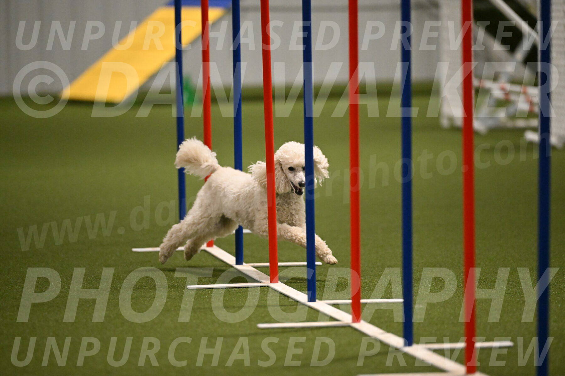 Beetle-Bug-Karen-A-Miller-12366