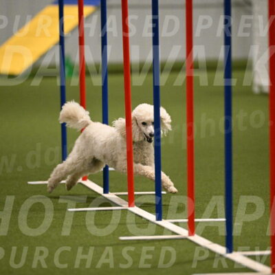 Beetle-Bug-Karen-A-Miller-12366