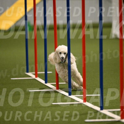 Beetle-Bug-Karen-A-Miller-12367