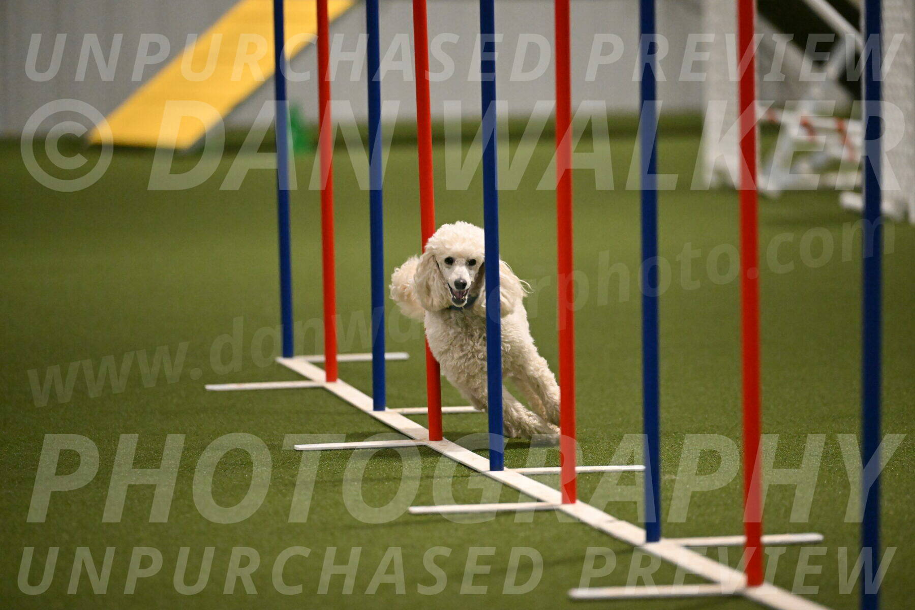 Beetle-Bug-Karen-A-Miller-12367