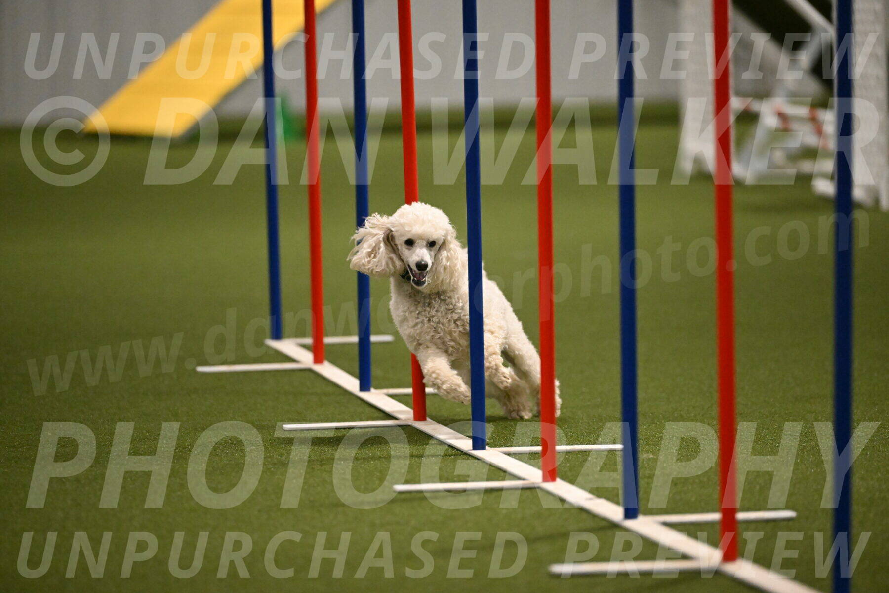 Beetle-Bug-Karen-A-Miller-12368