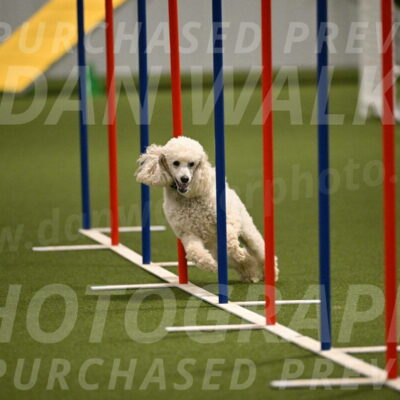 Beetle-Bug-Karen-A-Miller-12368