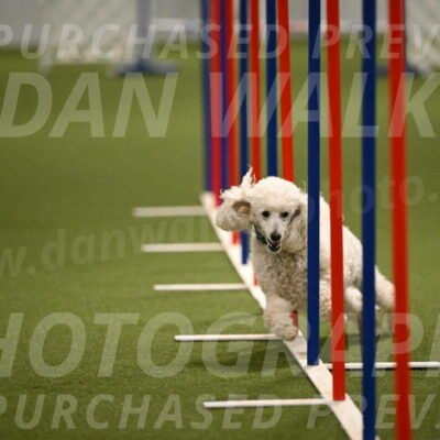 Beetle-Bug-Karen-A-Miller-12369