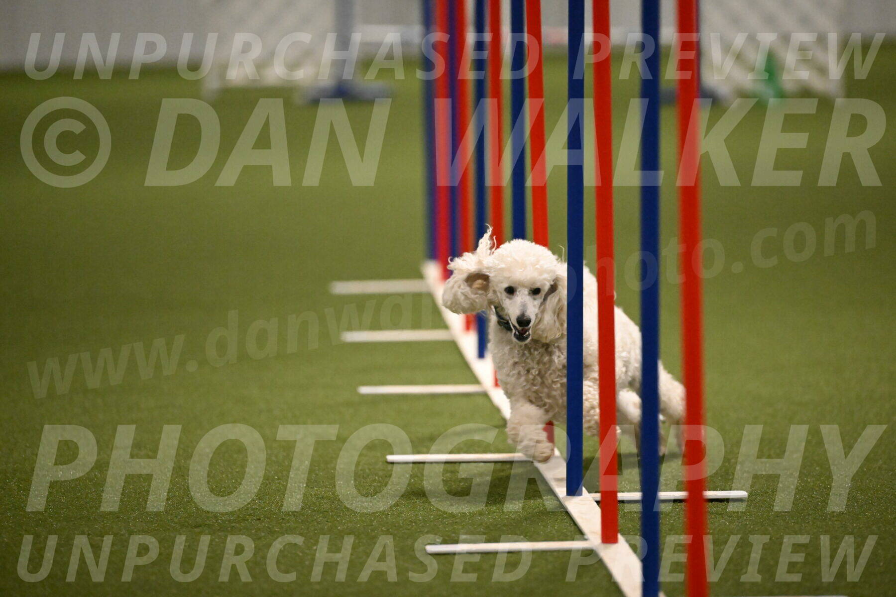 Beetle-Bug-Karen-A-Miller-12369