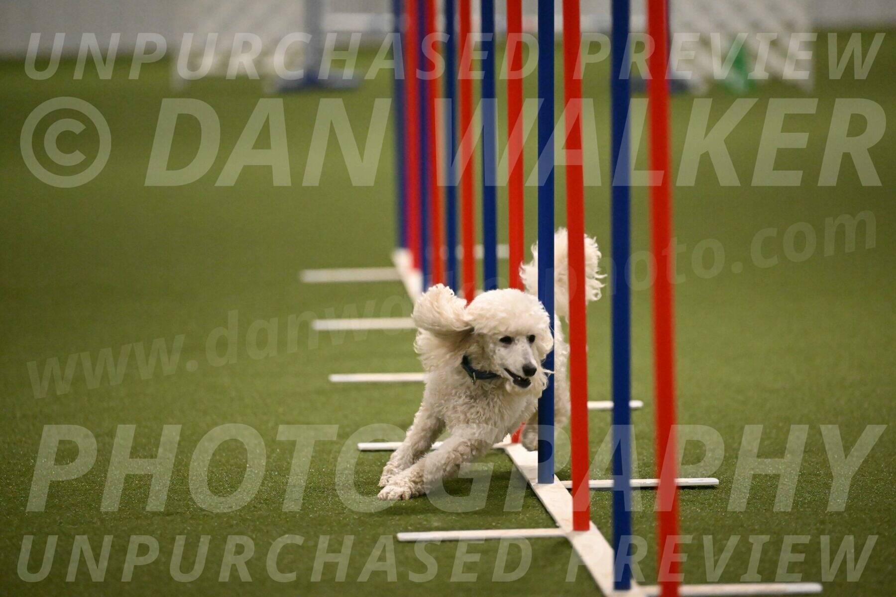 Beetle-Bug-Karen-A-Miller-12370