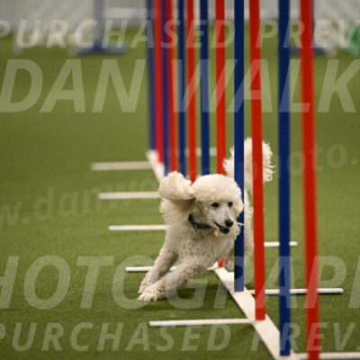 Beetle-Bug-Karen-A-Miller-12370