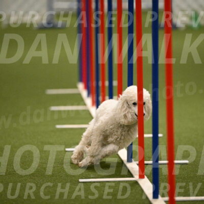 Beetle-Bug-Karen-A-Miller-12371