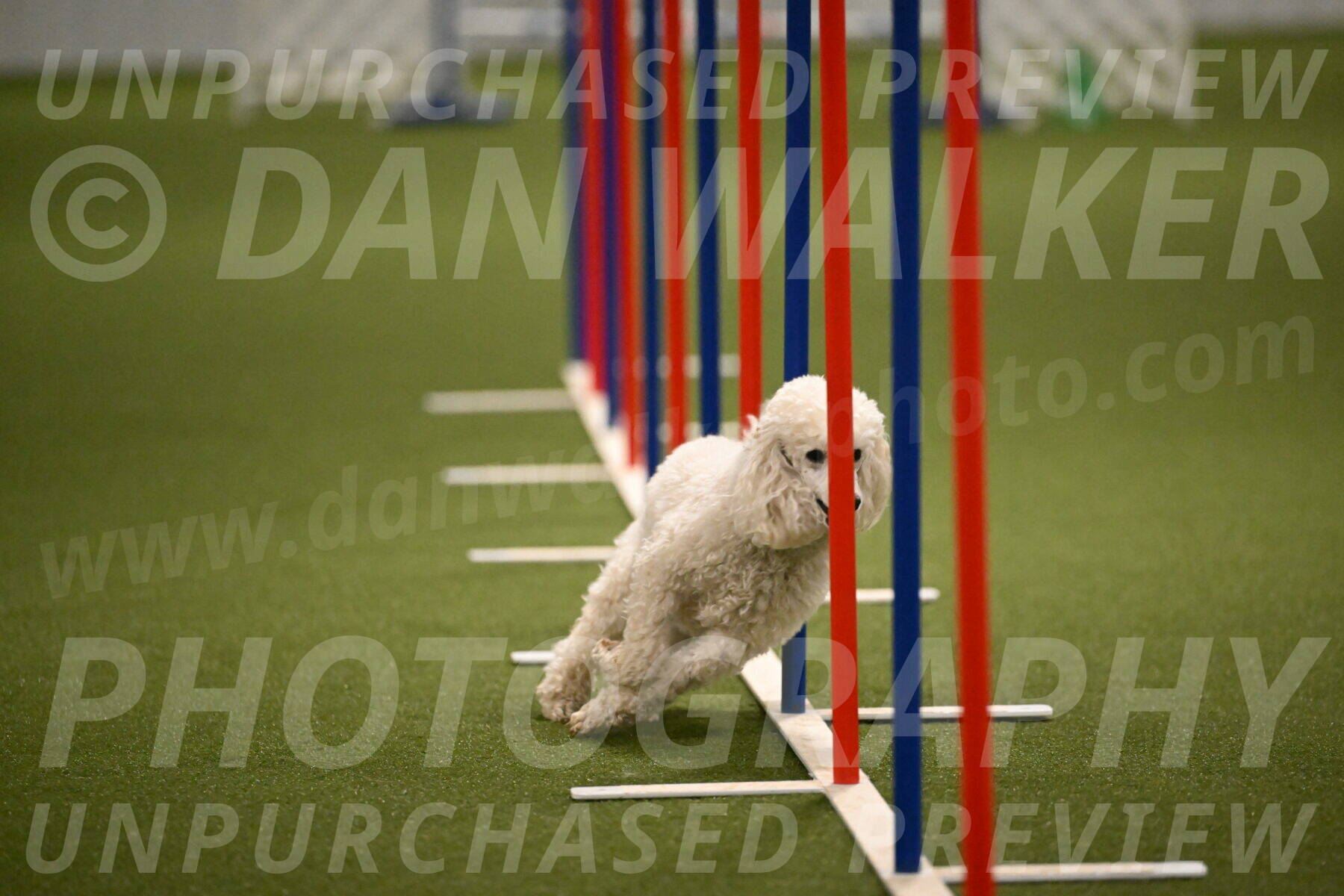 Beetle-Bug-Karen-A-Miller-12371