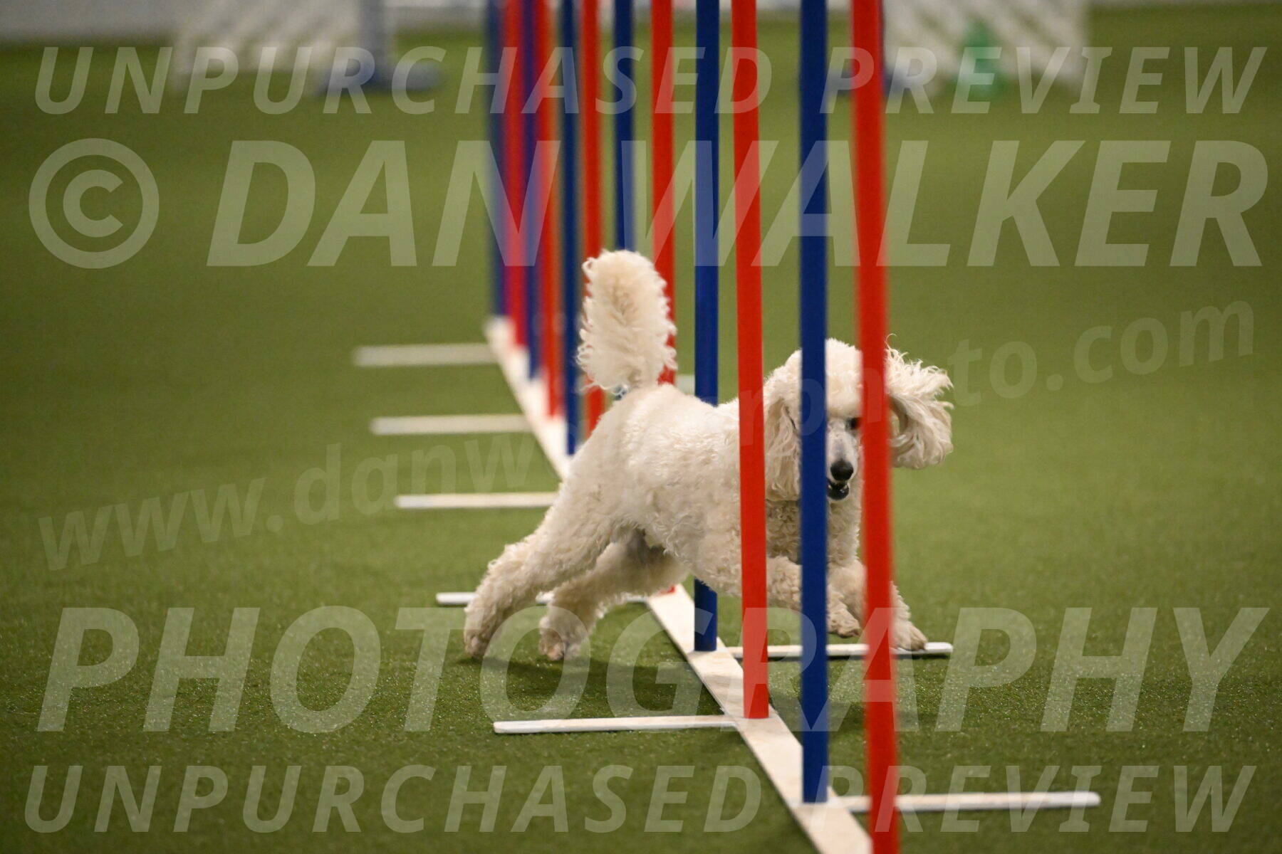 Beetle-Bug-Karen-A-Miller-12372