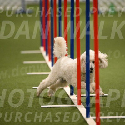 Beetle-Bug-Karen-A-Miller-12372