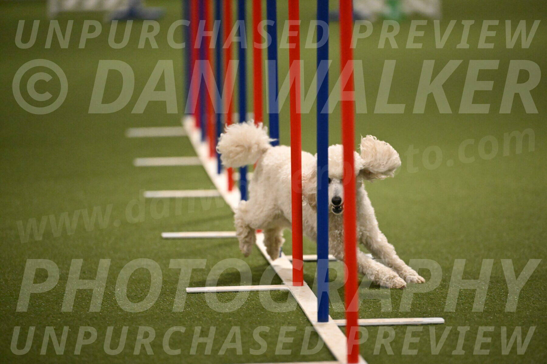 Beetle-Bug-Karen-A-Miller-12373