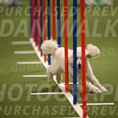 Beetle-Bug-Karen-A-Miller-12373