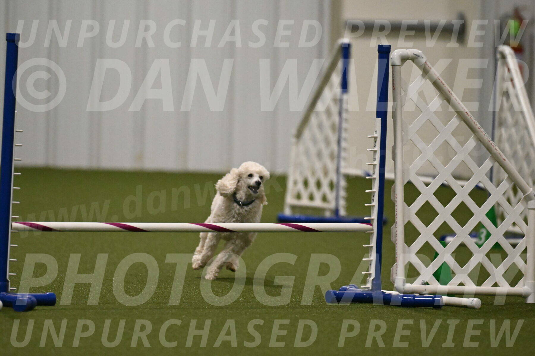 Beetle-Bug-Karen-A-Miller-12374