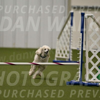 Beetle-Bug-Karen-A-Miller-12374