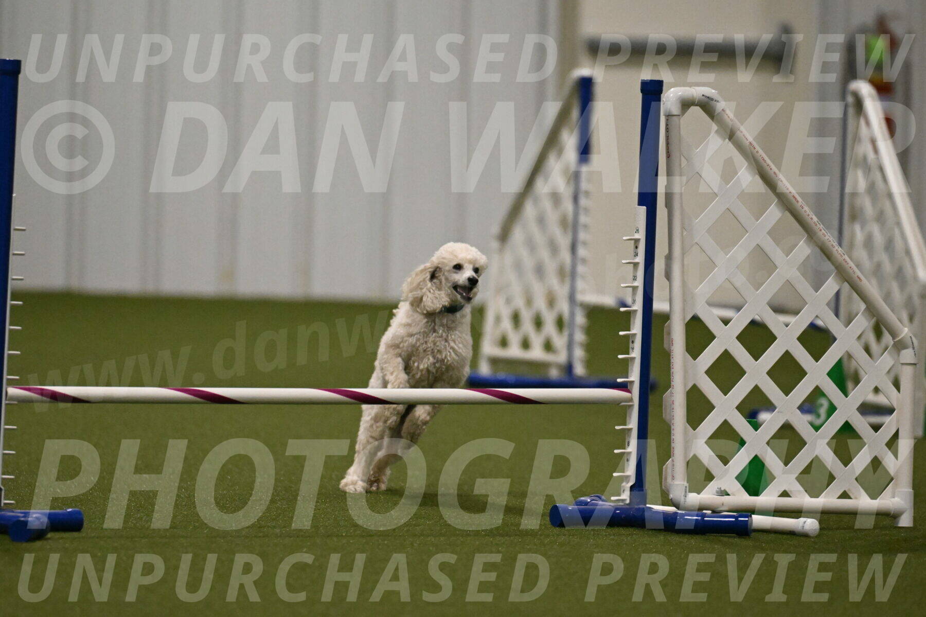 Beetle-Bug-Karen-A-Miller-12375