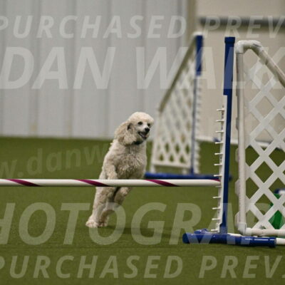 Beetle-Bug-Karen-A-Miller-12375