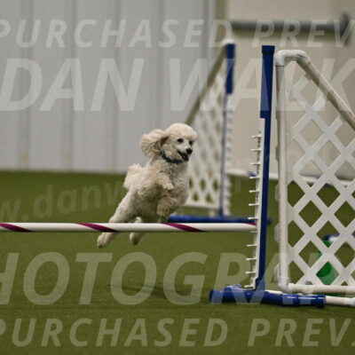 Beetle-Bug-Karen-A-Miller-12376