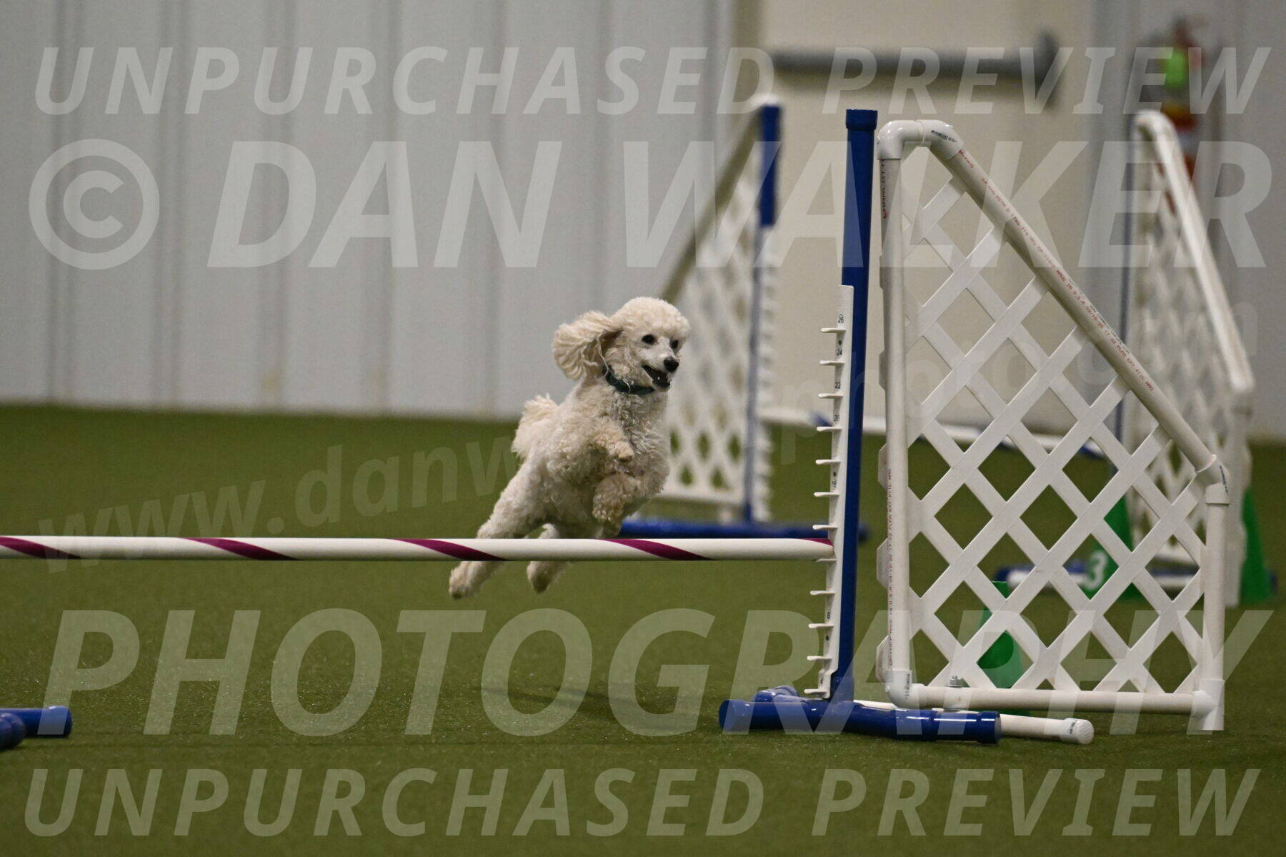 Beetle-Bug-Karen-A-Miller-12376