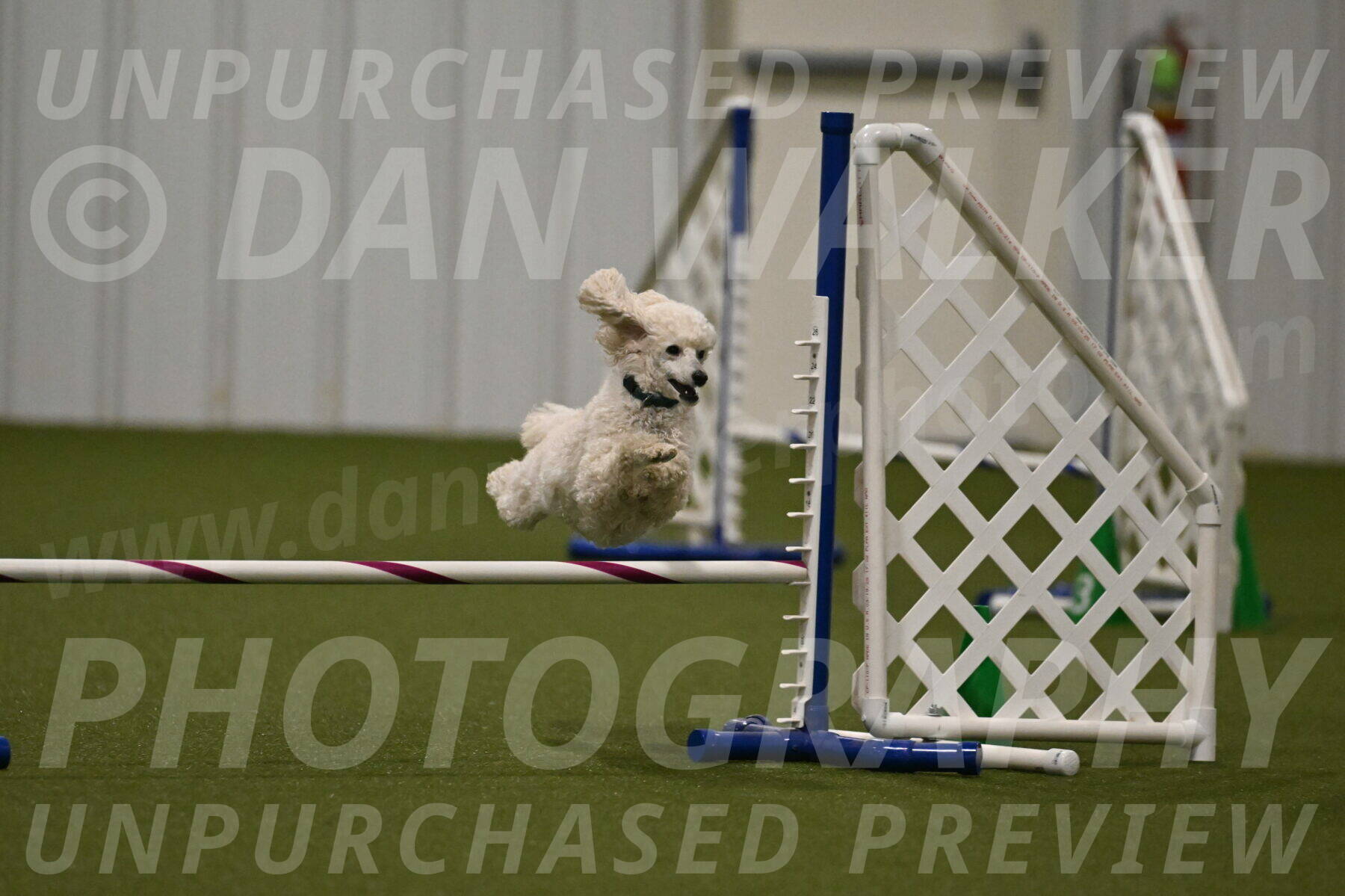 Beetle-Bug-Karen-A-Miller-12377